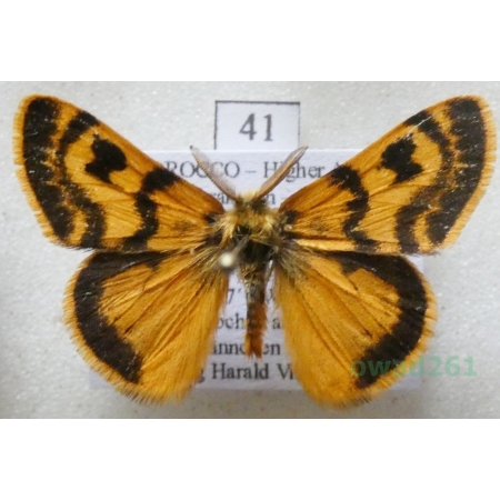 Orgyia splendida Rambur, 1842 male Morocco41